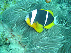 Anchor dive site Ponta Malongane