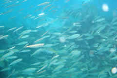 Creche reef Ponto do Ouro Mozambique